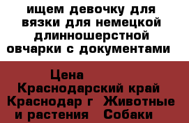 ищем девочку для вязки для немецкой длинношерстной овчарки с документами › Цена ­ 3 000 - Краснодарский край, Краснодар г. Животные и растения » Собаки   